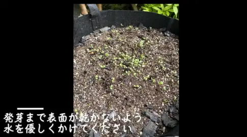 藍の育て方について