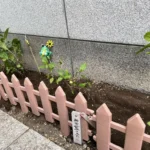 内神田ハゴロモ [2025-06-24]