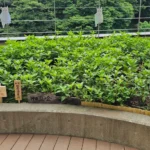 かがやきプラザ [2025-07-10]