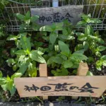 かがやきプラザ [2025-07-21]