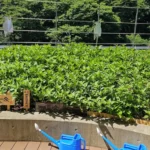 神田明神  [2025-07-24]