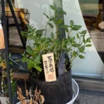 かがやきプラザ  [2025-08-30]