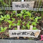 神田藍の会オープンデイ  [2025-09-13]