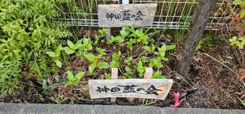 神田明神  [2025-09-15]