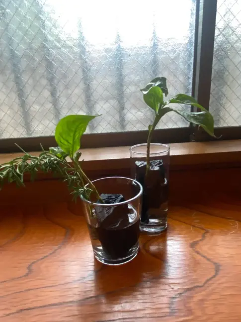  藍の刈取り後に茎を水につけて発根させてみました [2025-09-15]