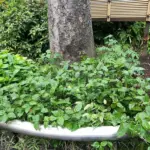 神田藍の会オープンデイのお知らせ