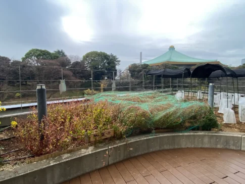 藍のタネ取りについて【2026-02-09】